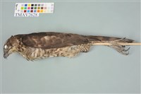 鳳頭蒼鷹藏品圖，第5張